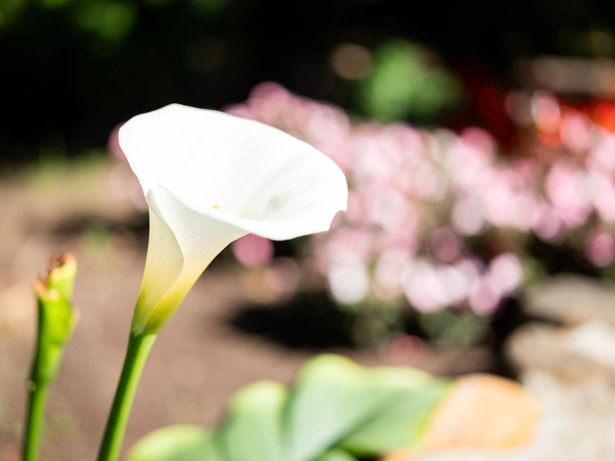 Adara Palmiet Valley Luxurious Boutique Farm Hotel Paarl Ngoại thất bức ảnh